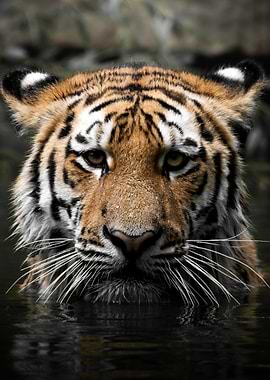 Tiger in Water Portrait