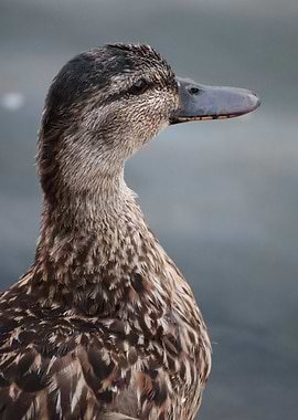 Close-up of a Brown Duck