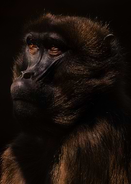 Gelada Monkey Portrait