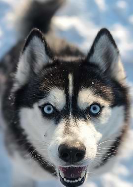 Husky with piercing blue eyes