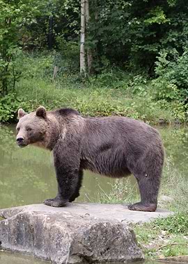 Brown Bear Standing on Rock by Water