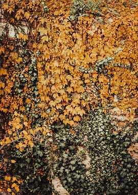 Ivy Wall with Autumnal Leaves