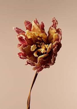 Dahlia Dried Flower Still Life