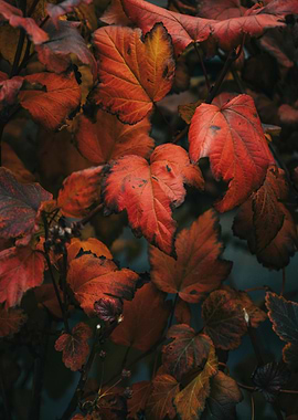 Autumn Leaves Close-Up