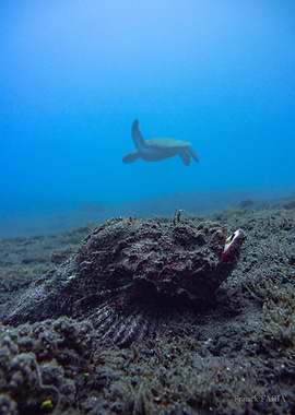 Stonefish and Turtle Underwater