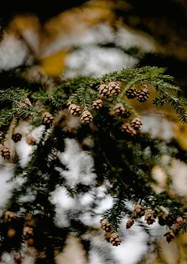 Pine Branch with Cones