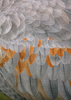 Bird Feathers Close-Up