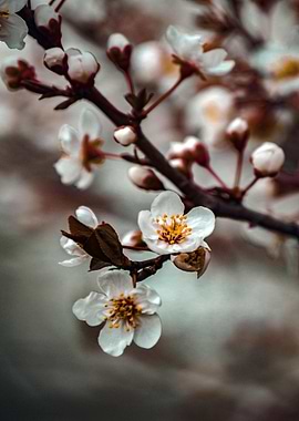 White Blossoms on a Branch