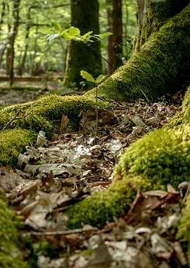 Mossy Forest Floor with Sapling - Future is on the roots
