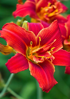 Red and Orange Lily Close-Up