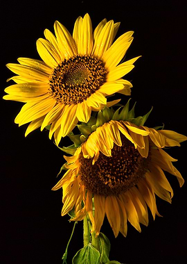 Two Sunflowers on Black Background