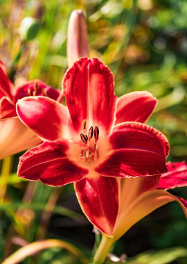 Close-up of a Red Lily Flower