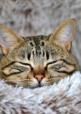 Sleeping Tabby Cat Portrait