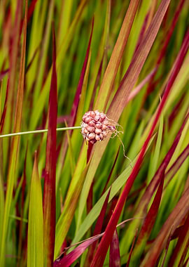 Red and Green Grass with Seed Head