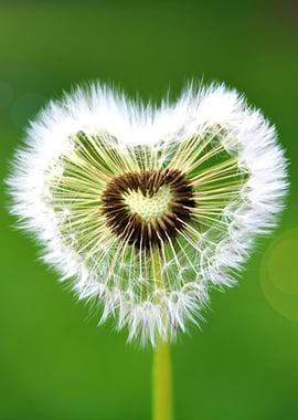 Heart-Shaped Dandelion Seed Head