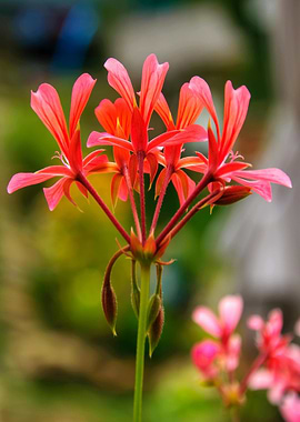 Vibrant Red Geranium Flower Close-Up