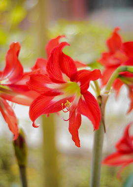 Red Amaryllis Flowers Close-Up