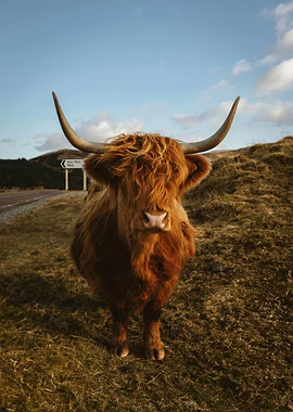Highland Cow Portrait in Scotland