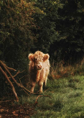 Highland Cow in a Forest Glade