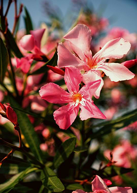 Pink Oleander Flowers in Bloom