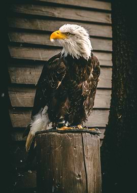 Majestic Bald Eagle Portrait