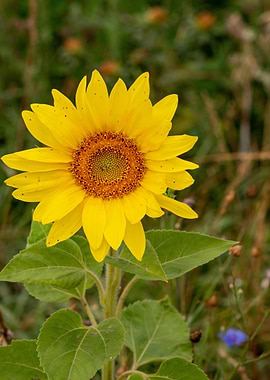 Bright Yellow Sunflower in a Field