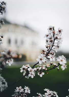 White Blossoms with Building Backdrop