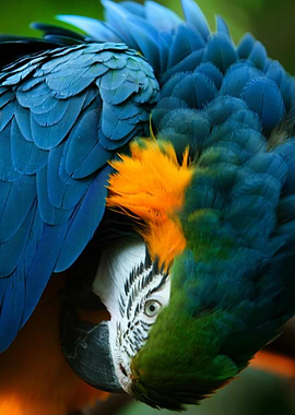 Close-up of a Blue and Gold Macaw