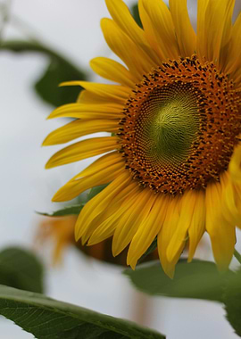 Close-up of a Vibrant Sunflower