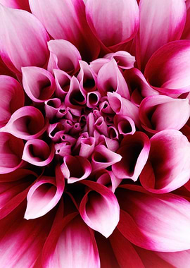 Close-up Pink Dahlia Flower