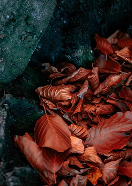 Autumn Leaves and Mossy Rock