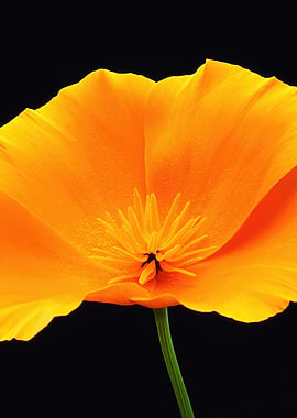 Close-up of a vibrant orange poppy