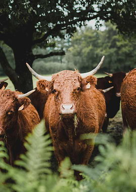 Highland Cattle Grazing in a Field