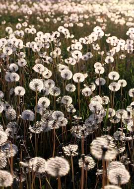 Field of Dandelions in Sunlight