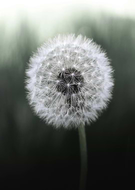 Dandelion Seed Head Close-Up