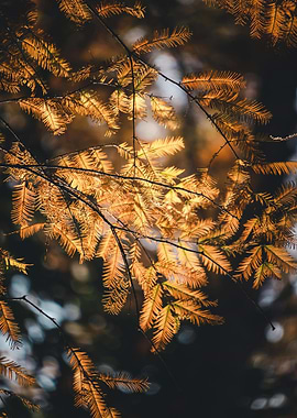 Golden Autumn Leaves on Tree Branches