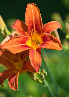 Orange Lily Flower Close-Up