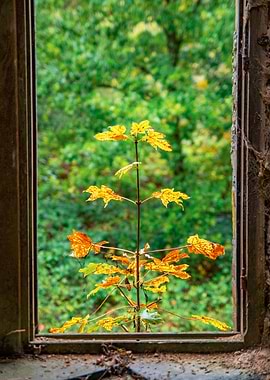 Autumn Leaves Through Window Frame