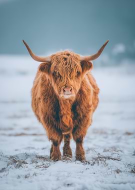 Highland Cow in Winter Landscape