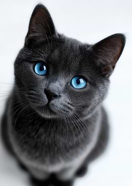 Gray Cat with Blue Eyes