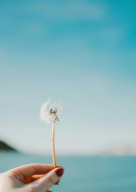 Dandelion in Hand Against Blue Sky