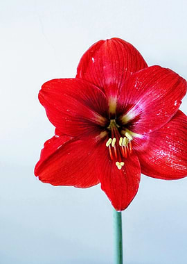 Vibrant Red Amaryllis Flower Close-Up