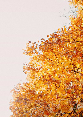 Autumn Tree with Golden Leaves