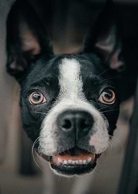 Close-up of a Boston Terrier