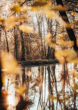 Autumnal Forest Reflection on Water