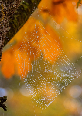Dew-Kissed Spiderweb in Autumnal Light