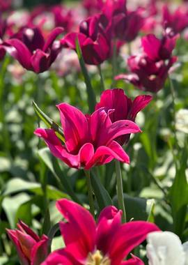 Field of Vibrant Pink Tulips