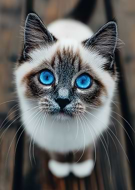 Siamese Kitten