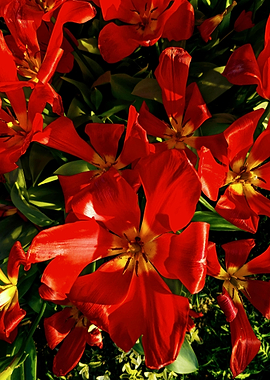 Vibrant Red Tulips in Full Bloom