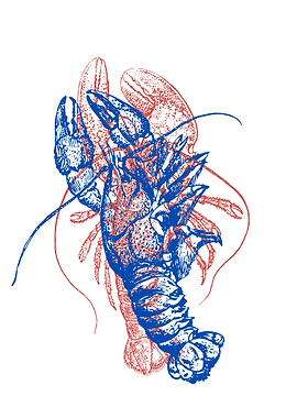 Lobster Illustration: Blue and Red